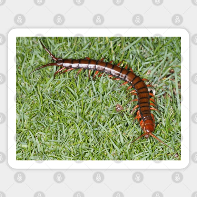 Hawaiian centipede Sticker by SDym Photography